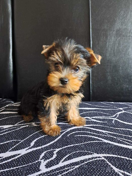 Продавам йоркита