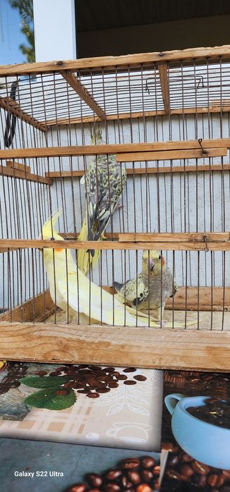 5 ойлик карелалар 140 000