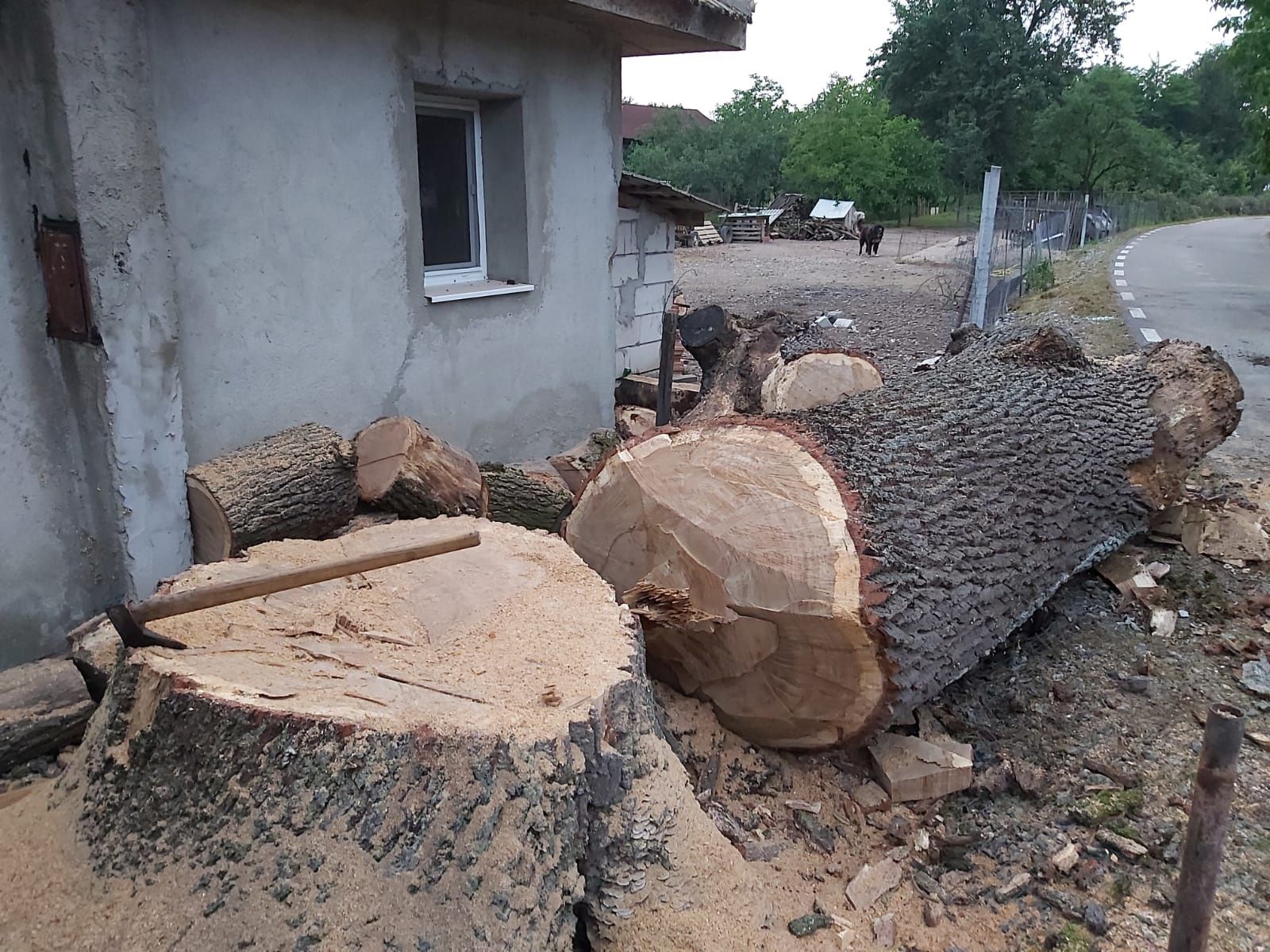 Taiere copaci lucrări la înălțime