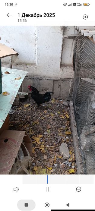 Япон хуроз сотилади