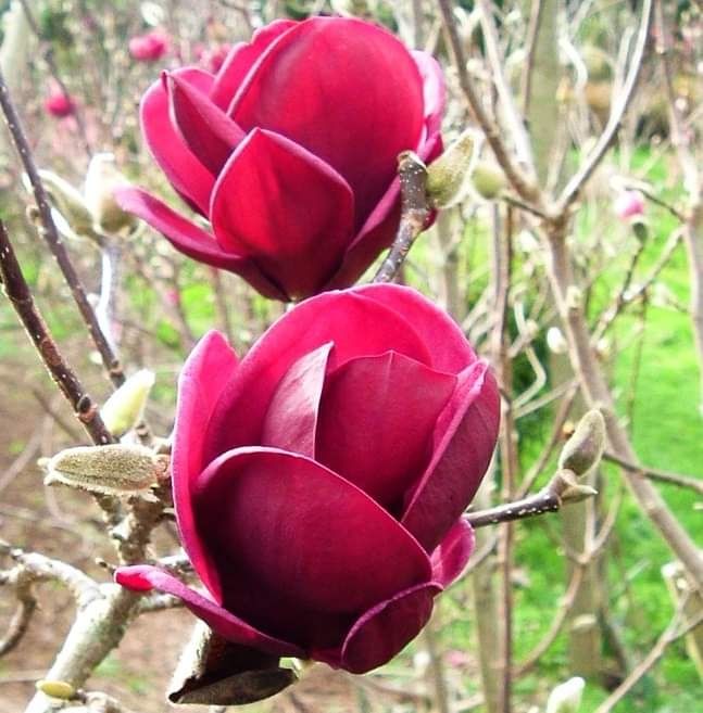 Magnolia Genie la ghiveci