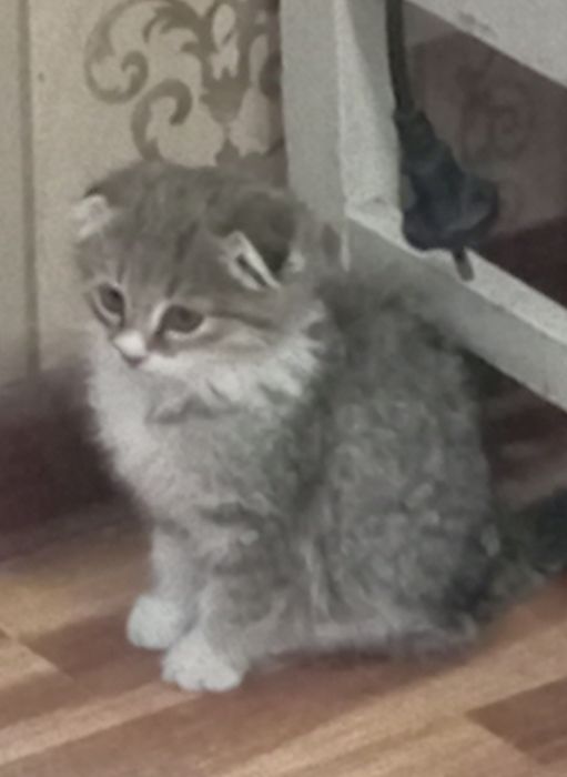 Продается котенок 400 тысяча сум