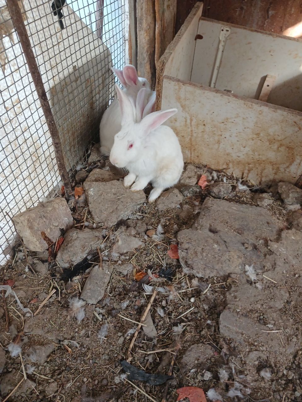 Quyonlar sotiladi xarxil zotlila bor