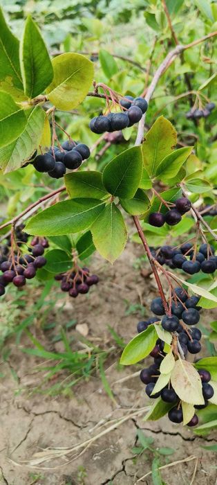Aronia, fructe proaspete, Galați - 30 lei/kg