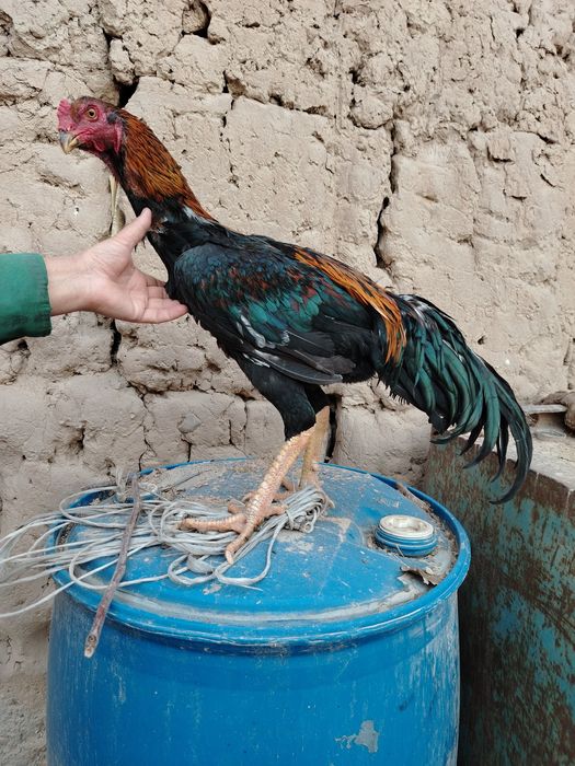 Дакан хороз сотилади 8 ойли