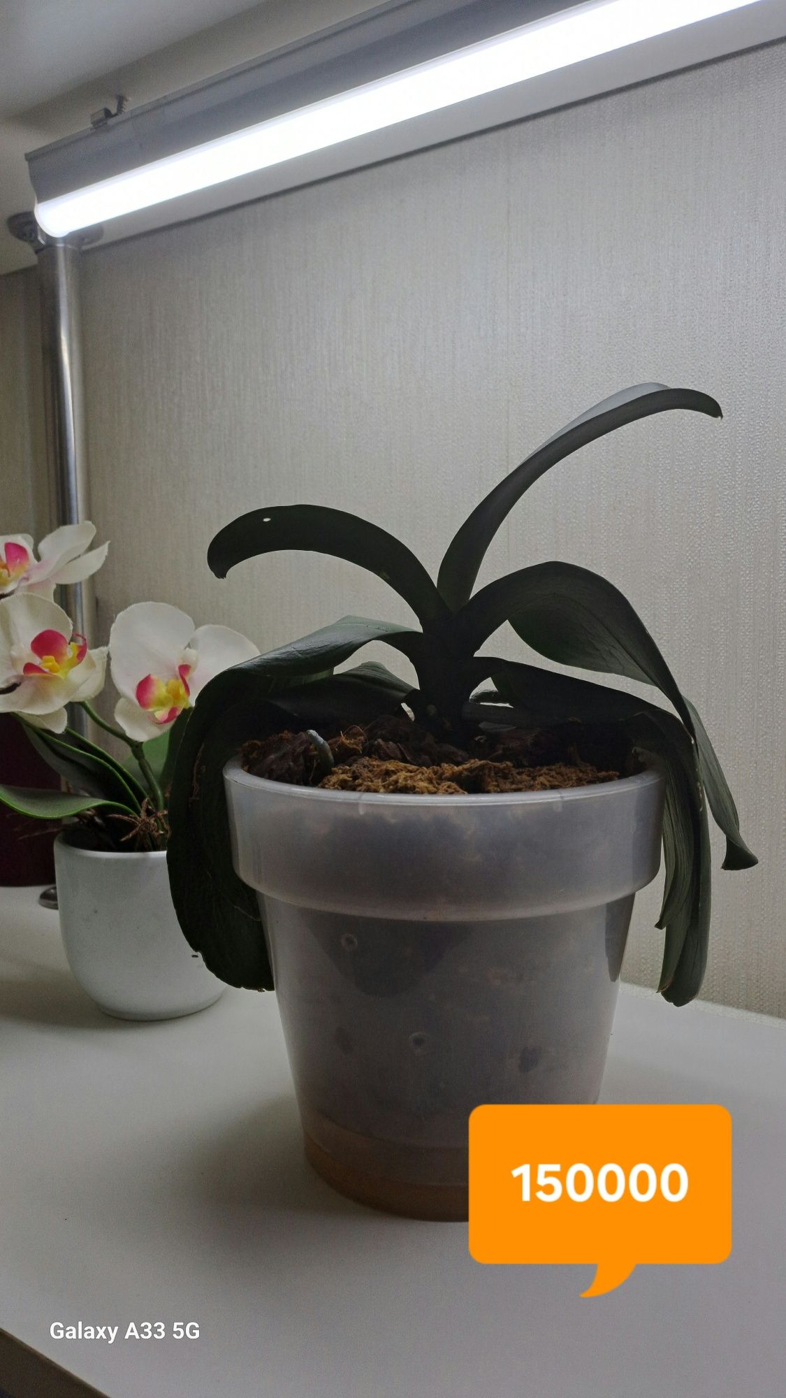 Орхидеи адаптированные