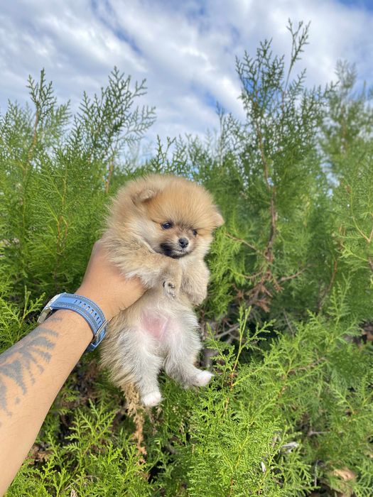 Кученца мини пумеран