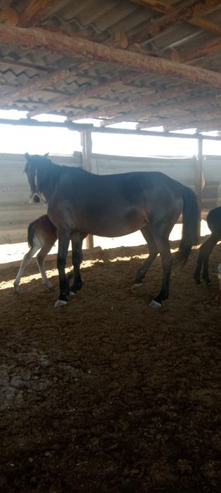 Сауынды бие сатылады