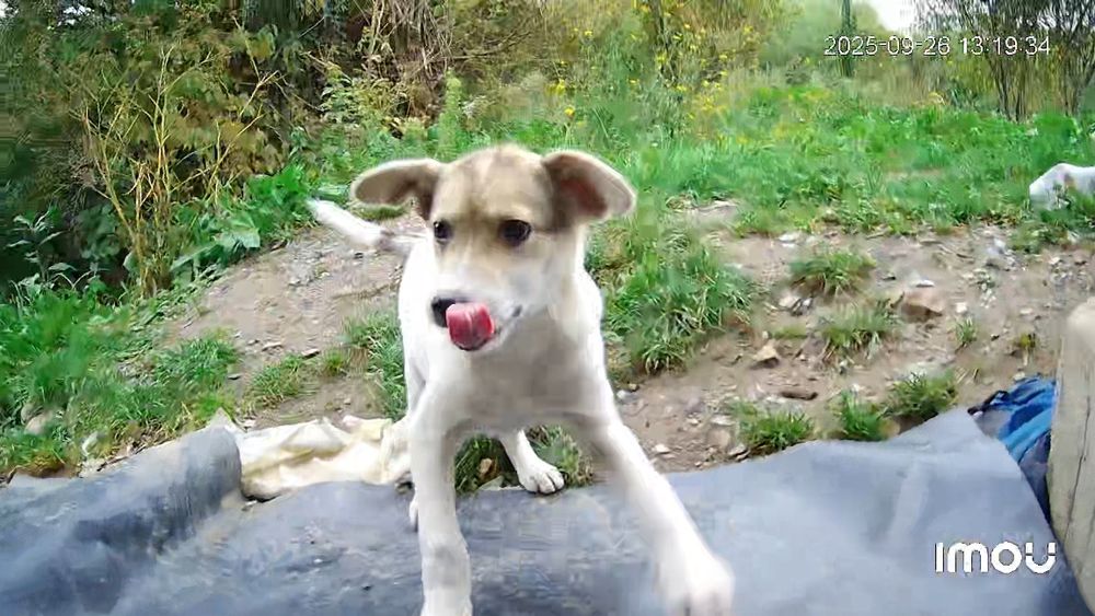 Donez un cățeluș.