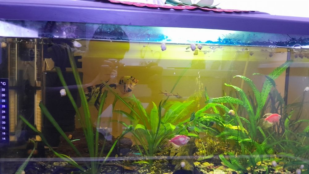 Acvariu pentru pești  150L