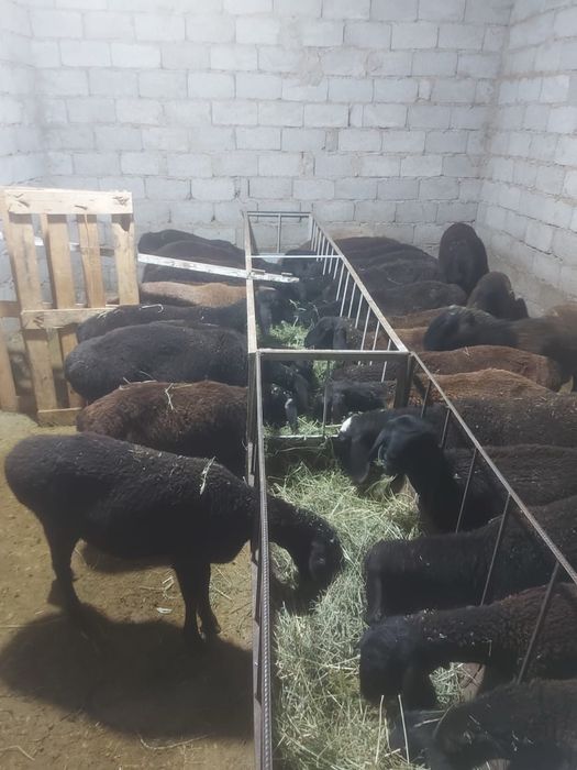 19 бас ұрғашы қозы