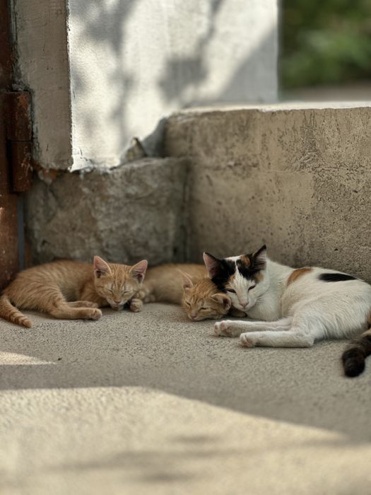 Отдаем котят в надежные руки