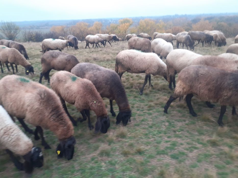 Oi de rasă carabase