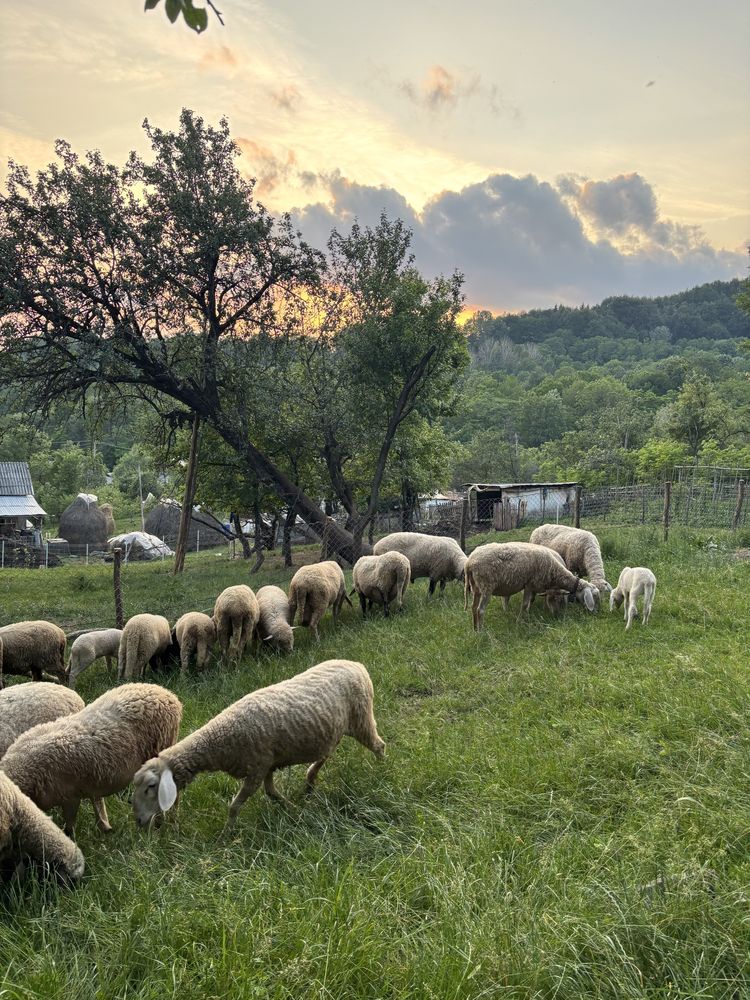 Vand oi bergamasca si berbec carabas