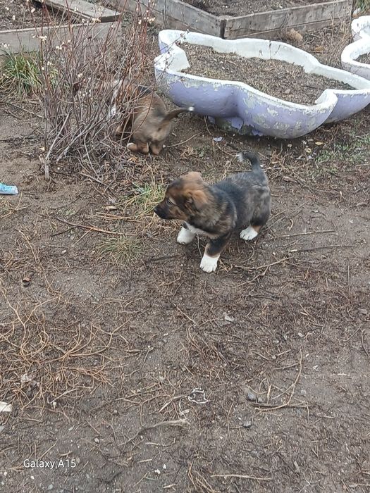 Щеночки ищут себе дом