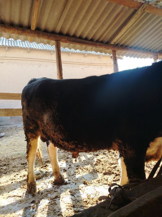 Семіз бұқа сатылады!