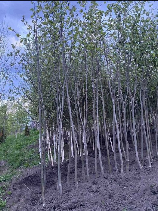 Gama Foioase Premium: Tei, Carpen, Platan | Livrare Personală