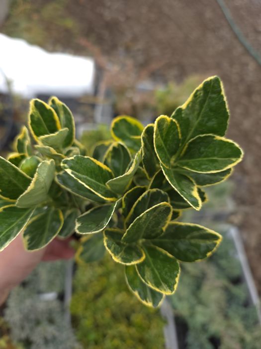 Eunymus japonicus aureomarginatus