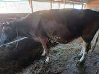 Vaca de vînzare gestanta în 3 luni