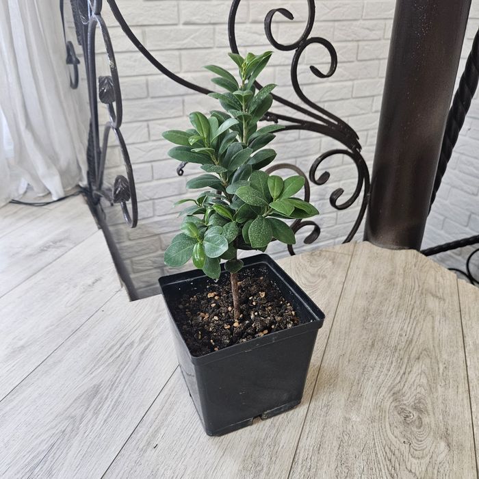 Фикус микрокарпа