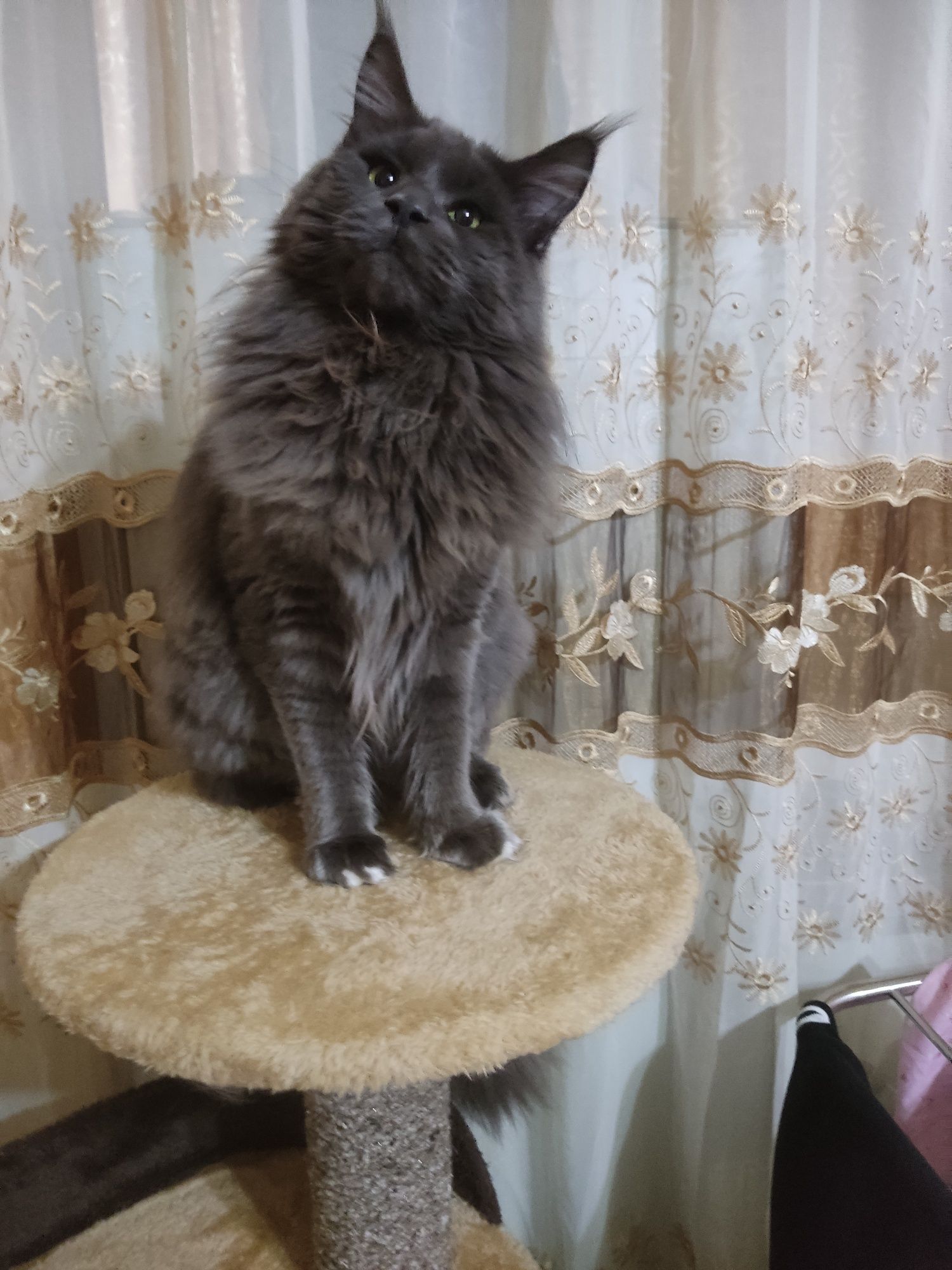 Вязка кот мейн-Кун