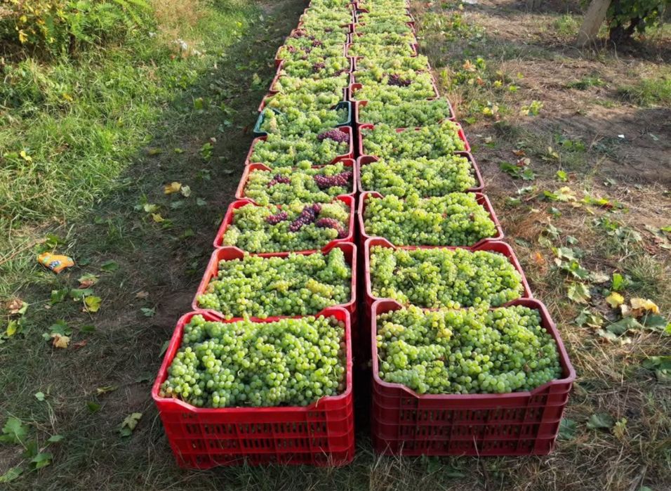 Vand struguri de vin 2025