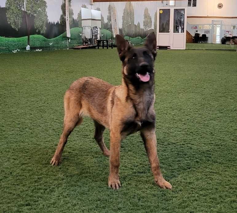 Vând pui Ciobănesc  Belgian -MALINOIS