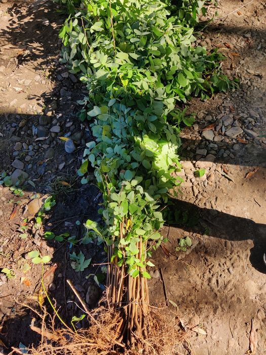 Puieți de salcâm tei mesteacăn frasin Paltin