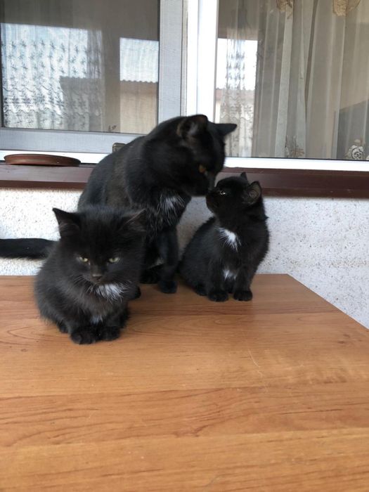 Котята в добрые руки , находятся в Косшы, р-н Чистые Пруды