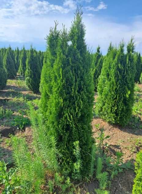 Plante Ornamentale Oriunde in tara!