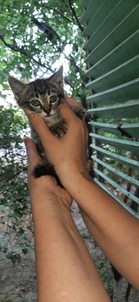 Котята в заботливые руки