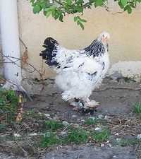 30 ouă găini brahma columbia alb-negru pentru incubat