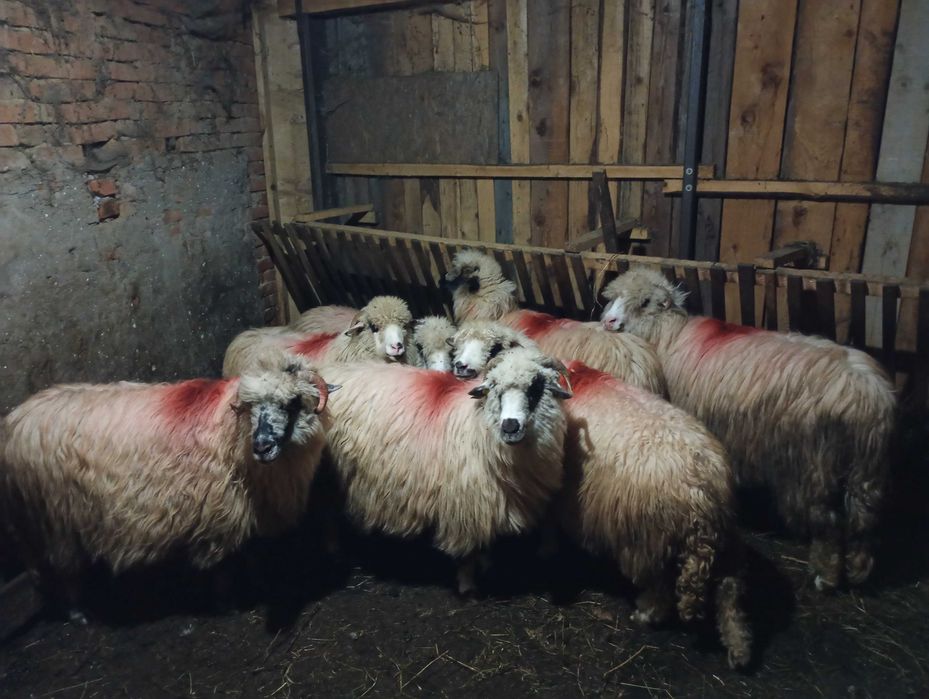 Vand 7 oi bune de tinut