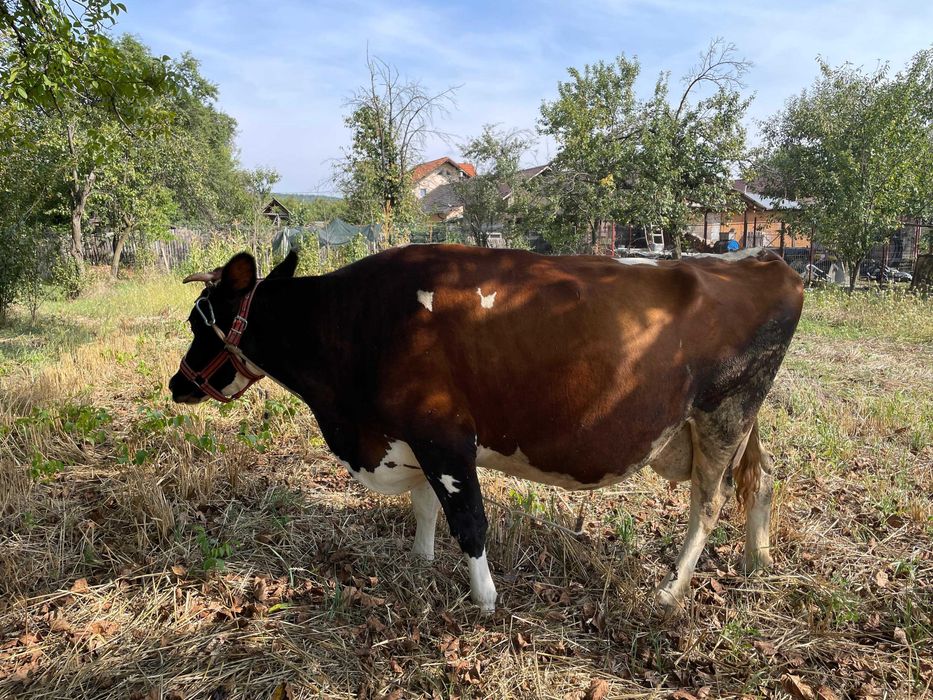 Vacă Holestein de 9 ani, 20 litrii de lapte zilnic, montata in 6 luni