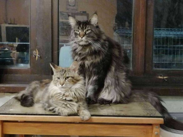 мъжки и женски котенца Мей кун