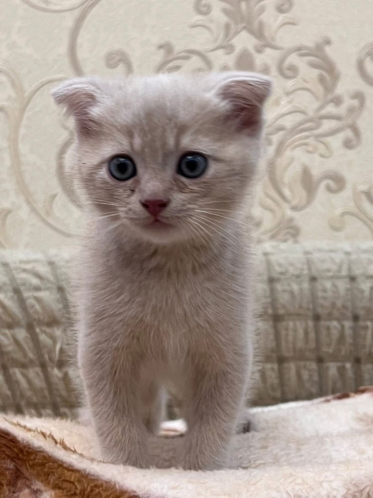 Котята от правильной вязки