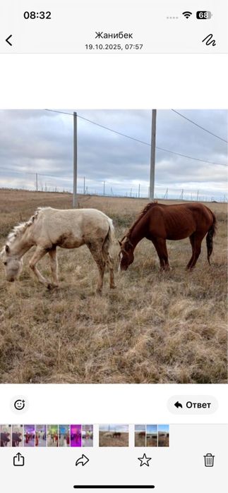 Молодая кобыла с жеребенком