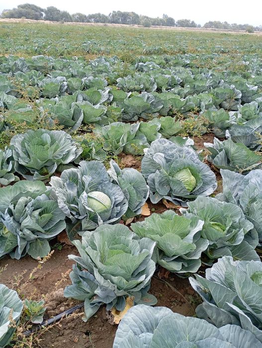 Продавам зеле Чиърс на едро