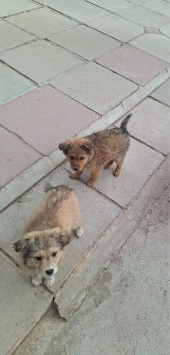 Күшіктер, звонок