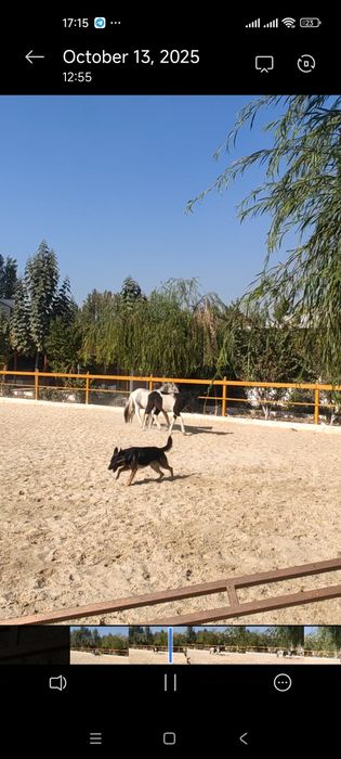 Пони сотилади 1 пара ок кора  эркеги  ок серенвий ургочи