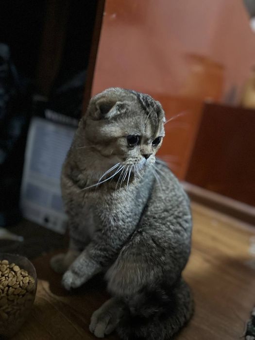 Oʻgʻil bola mushuk sotiladi