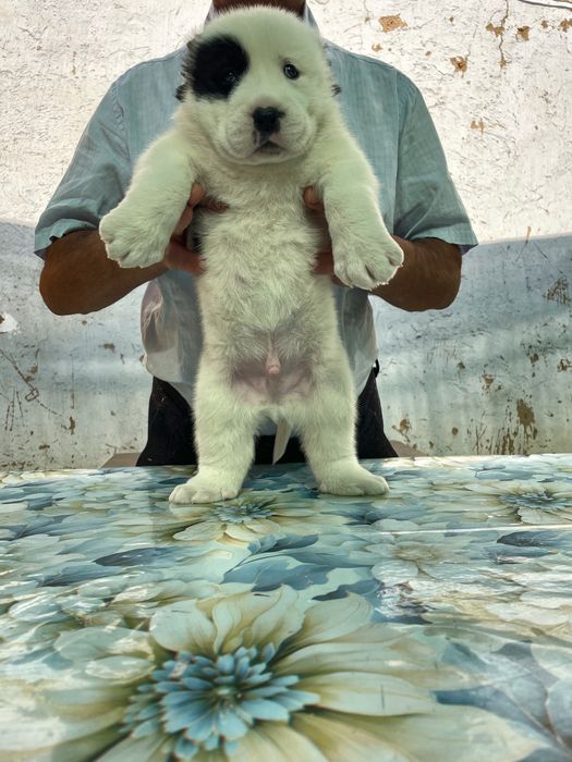 Щенок Алабая ( туркменский ) чистокровный