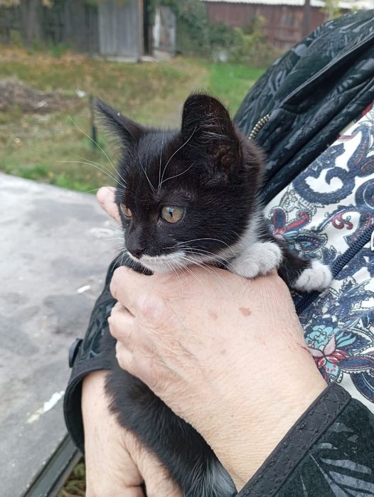 Отдам котов и кошечку