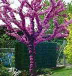 Cercis Canadensis (Arborele Iudei )