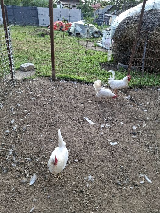 Găini și cocoș Leghorn