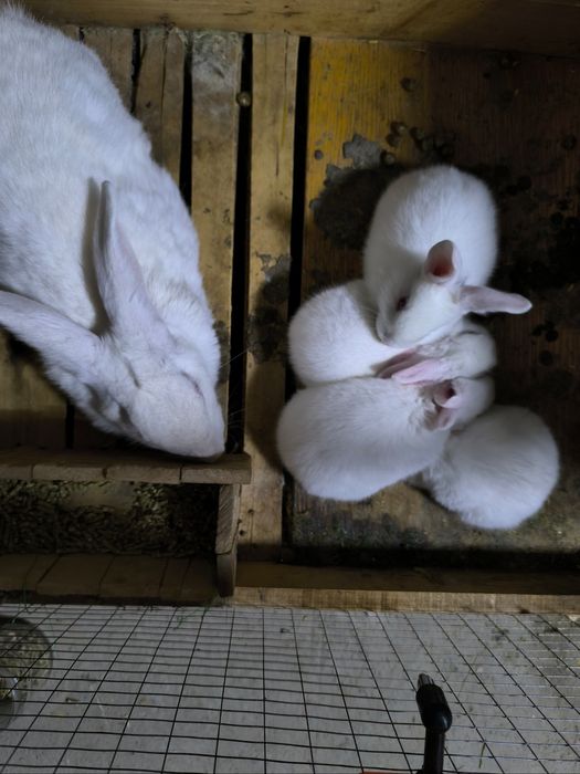 Hikol quyon ona bola