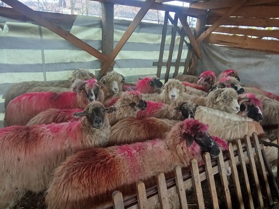Vând 21 de oi țurcane