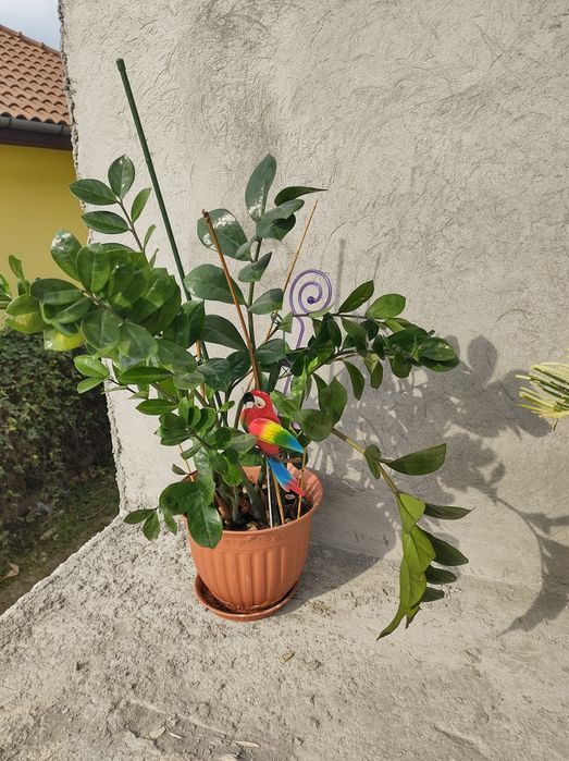 Dracaena Marginata Zamioculcas Cycas Revoluta Schefflera