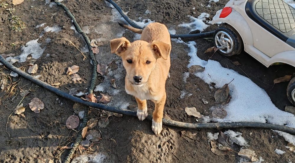 Отдам  красивого щенка мальчика