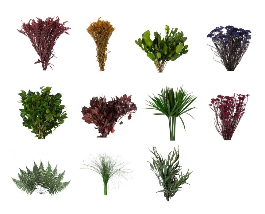 Solidago Stabilizat - Burgundy/Galben – Decor natural și elegant